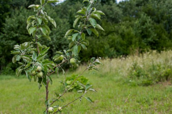 Apple Tree Planting in Chesterfield