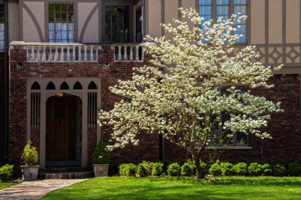 Dogwood Tree Planting in Chesterfield